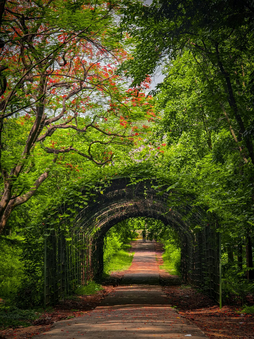 green forest