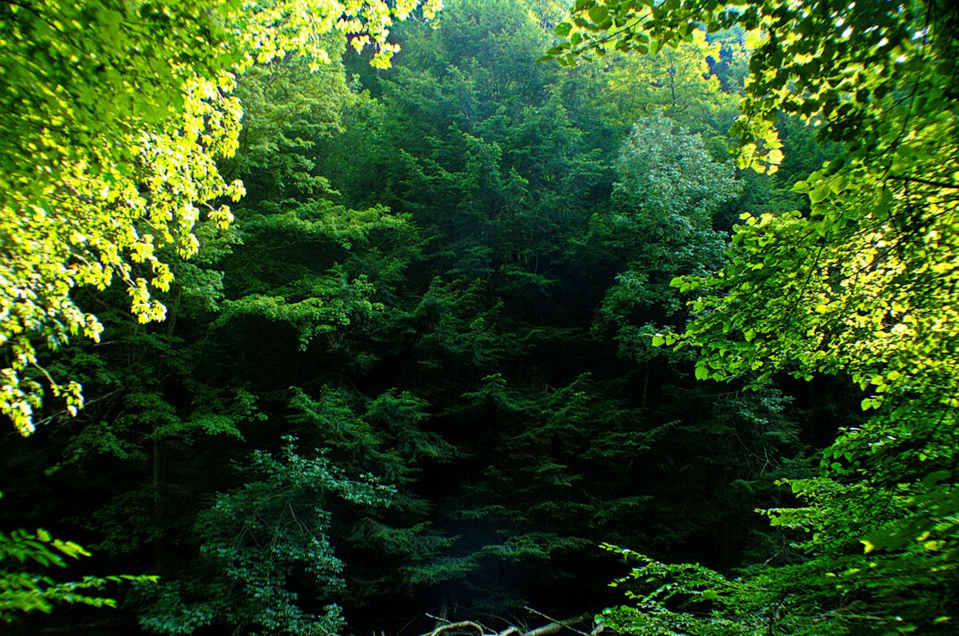 green forest trees