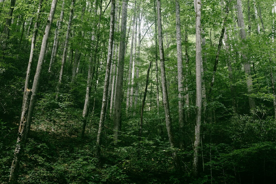 green forest trees